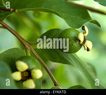 Jawz ; Echte Jawz, Psidium guajava, droits, Frucht, exotisch, Suedfrucht, Banque D'Images