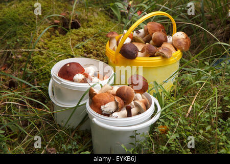 Seaux de champignons Banque D'Images