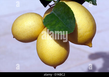 Zitrone ; Citrus limon ; ; ; Zitronen Banque D'Images