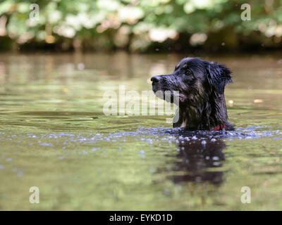 Collie dog cross natation dans le lac en attente pour le jouet d'être jeté Banque D'Images