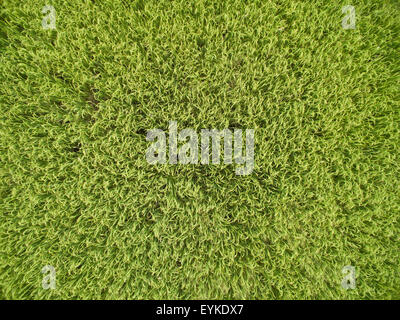 Vue aérienne de champ de riz Banque D'Images