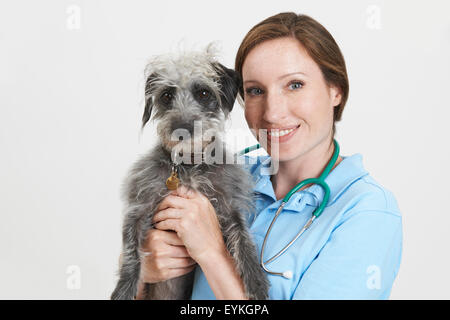 Studio Portrait de femme Vétérinaire Lurcher Holding Dog Banque D'Images