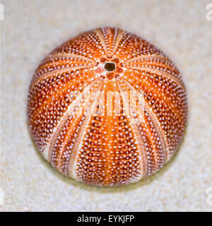 Shell coloré de l'Oursin ou Urchin est ronde et l'avec l'orange et le rouge sur le sable Banque D'Images