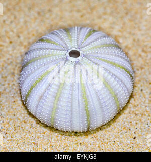 Shell coloré de l'Oursin ou Urchin est rond et blanc et vert avec des épines sur le sable Banque D'Images