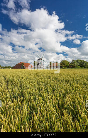 Champ de céréales, Seriemer avec moulin Neuharlingersiel, Harlingerland, en Frise orientale, Basse-Saxe, Allemagne, Banque D'Images