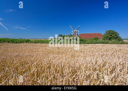 Champ de céréales, Seriemer avec moulin Neuharlingersiel, Harlingerland, en Frise orientale, Basse-Saxe, Allemagne, Banque D'Images