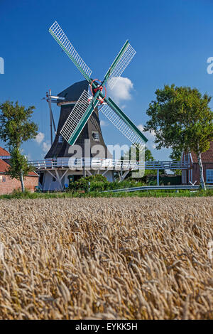 Champ de céréales, Seriemer avec moulin Neuharlingersiel, Harlingerland, en Frise orientale, Basse-Saxe, Allemagne, Banque D'Images