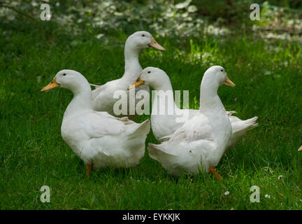 Les canards blancs domestiqués dans une Devonshire UK,jardin,ces oiseaux sont gardés pour les oeufs et la viande, mais ils sont bons gardiens.une eau de l'étang du Royaume-Uni Banque D'Images