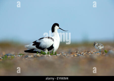 Avocette élégante (Recurvirostra avosetta) protéger ses poussins sur la plage Banque D'Images