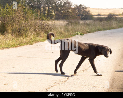 Chien sans abri Banque D'Images