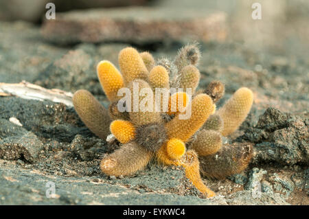 Cactus Brachycereus nesioticus, la lave, l'île de Fernandina, îles Galapagos, Equateur Banque D'Images