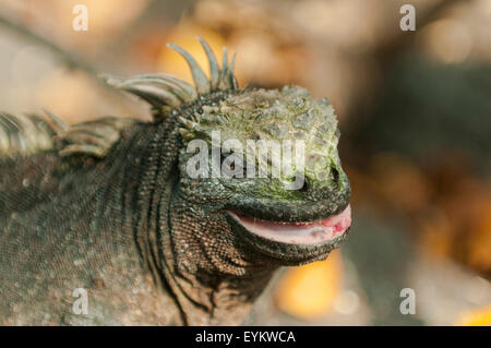 Amblyrhynchus cristatus, iguane marin, l'île de Fernandina, îles Galapagos, Equateur Banque D'Images