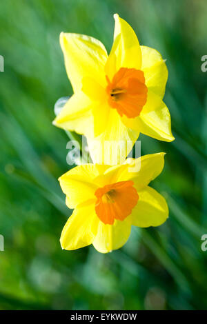 Jonquilles jaune au printemps. Banque D'Images