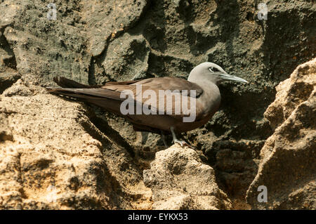 Anous stolidus, noddi brun, Isabela Island, îles Galapagos, Equateur Banque D'Images