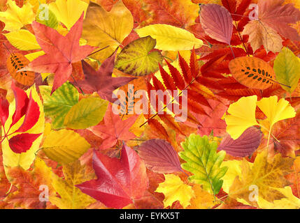 Herbstblaetter ; bunt, leuchtend, Banque D'Images