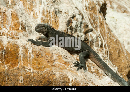 Amblyrhynchus cristatus, iguane marin, l'île Isabela, îles Galapagos, Equateur Banque D'Images