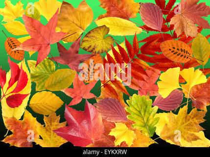 Herbstblaetter ; bunt, leuchtend, Banque D'Images