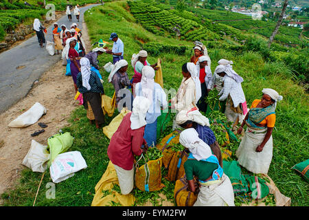 Sri Lanka, Ceylan, la Province centrale, Nuwara Eliya, plantation de thé, dans les hautes terres, les femmes tamoules cueilleurs de thé attendre pour obtenir leur te Banque D'Images