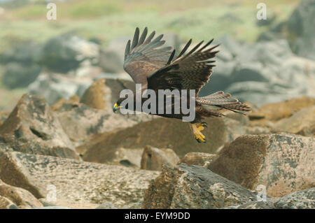 Buteo galapagoensis, Galapagos Hawk en vol, Espanola Island, îles Galapagos, Equateur Banque D'Images