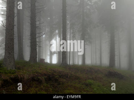 Bergwald im Nebel Banque D'Images