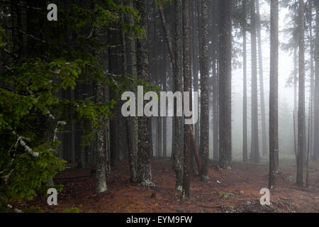 Bergwald im Nebel Banque D'Images