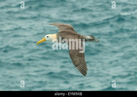 Pour l'albatros des Galapagos Phoebastria irrorata, en vol, d'Espanola Island, îles Galapagos, Equateur Banque D'Images
