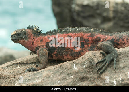 Amblyrhynchus cristatus, iguane marin, l'île d'Espanola, îles Galapagos, Equateur Banque D'Images