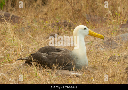 Pour l'albatros des Galapagos Phoebastria irrorata, Espanola, Île, Îles Galapagos, Equateur Banque D'Images