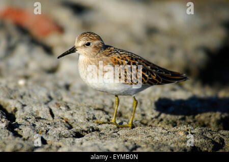 Sandpiper au lac Abert, Quartier Lakeview Bureau de la gestion des terres, de l'Oregon Banque D'Images