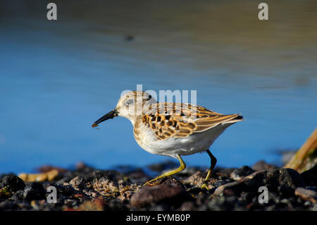 Sandpiper au lac Abert, Quartier Lakeview Bureau de la gestion des terres, de l'Oregon Banque D'Images