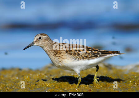 Sandpiper au lac Abert, Quartier Lakeview Bureau de la gestion des terres, de l'Oregon Banque D'Images