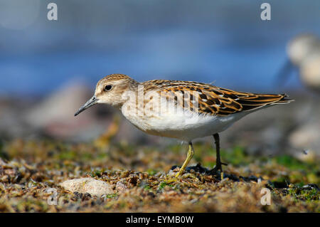 Sandpiper au lac Abert, Quartier Lakeview Bureau de la gestion des terres, de l'Oregon Banque D'Images