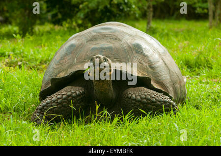 Tortue géante à Santa Cruz Highlands, îles Galapagos, Equateur Banque D'Images
