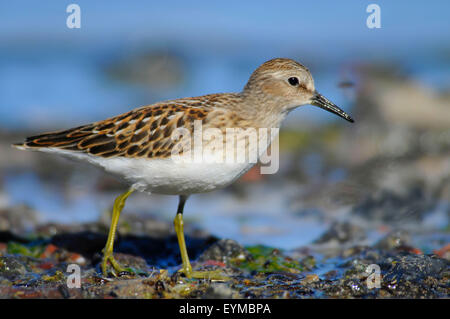 Sandpiper au lac Abert, Quartier Lakeview Bureau de la gestion des terres, de l'Oregon Banque D'Images