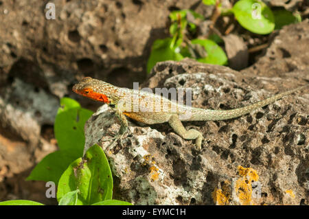 Microlophus albemariensis, Lava Lizard, Puerto Ayora, Santa Cruz, Galapagos, Equateur Banque D'Images