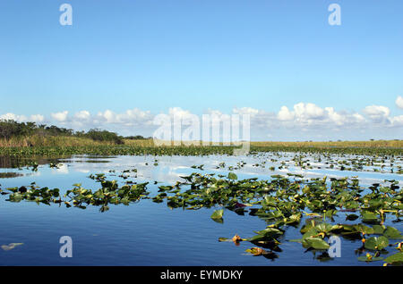 Les zones humides des Everglades en Floride Banque D'Images