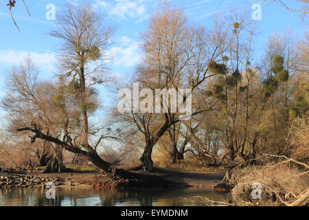 Les zones humides (naturelles) meadowlands en automne Banque D'Images