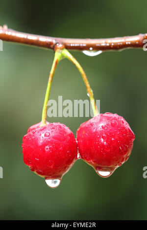 Sweet Cherry, close-up Banque D'Images