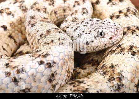 Le sud-ouest de l'omble de crotale de l'Ouest (Crotalus mitchelli pyrrhus) Banque D'Images