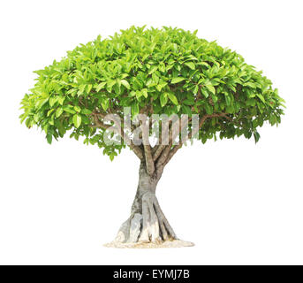 Ficus bonsaï arbre Banyan ou isolé sur fond blanc Banque D'Images