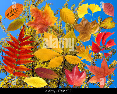 Herbstblaetter ; bunt ; leuchtend ; Blatt ; Blaetter ; Banque D'Images