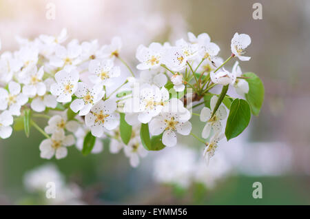 Arbre de printemps fleur. Composition de la nature. Banque D'Images