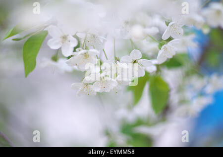 Spring tree flower set. Faible profondeur de champ. Banque D'Images