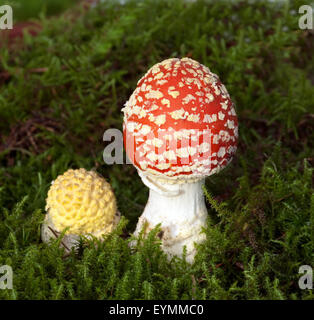 L'Amanita muscaria, Fliegenpilz,, var, Muscaria, giftiger Giftpilz,, Banque D'Images