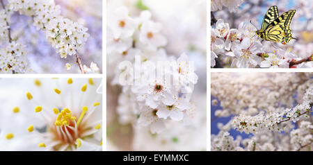 Spring tree flower set. Collection Nature composition. Banque D'Images