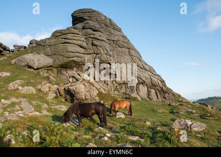 Poneys Dartmoor ci-dessous de pâturage à Dartmoor Haytor, Devon. UK Banque D'Images