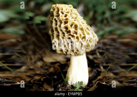 Speisemorchel, Morchella esculenta, ; Banque D'Images