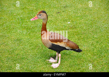 Canard sifflement à ventre noir Banque D'Images