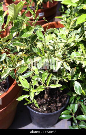 Cumquat panaché Calamondin croissante ou dans un pot Banque D'Images