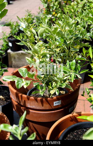 Cumquat panaché Calamondin croissante ou dans un pot Banque D'Images